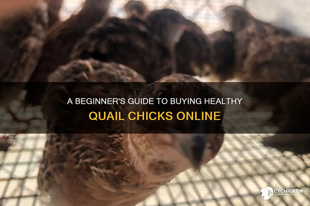 how to buy quail chicks