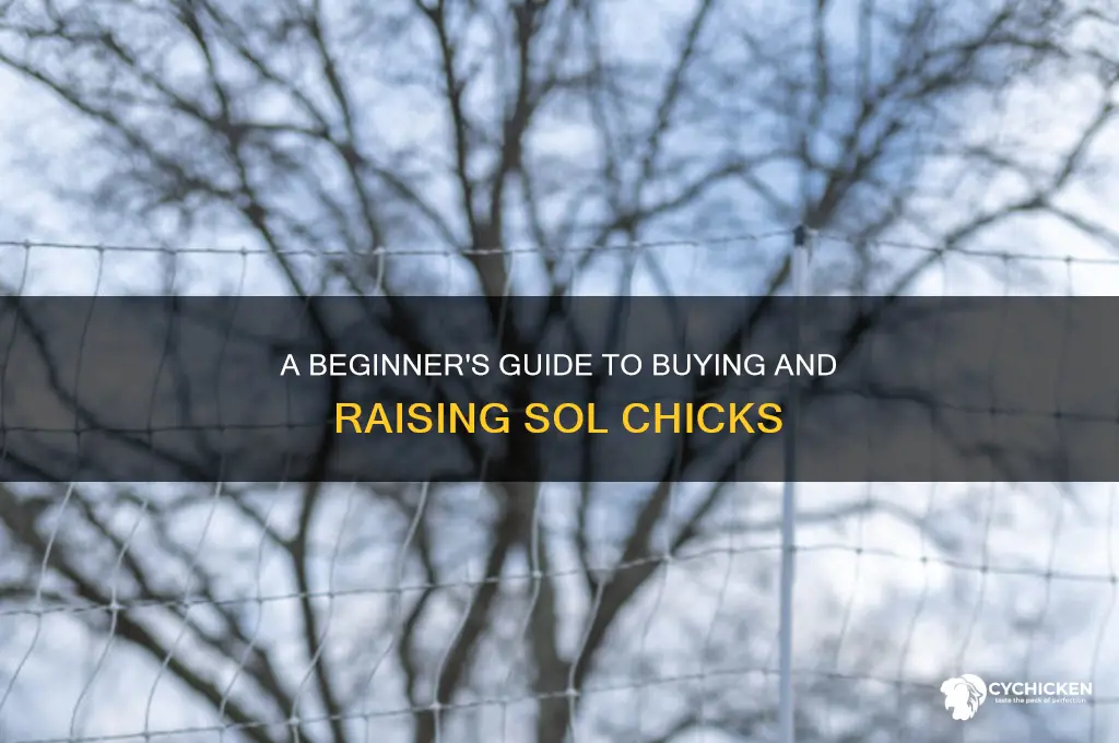 how to buy sol chicks