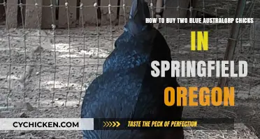 Buying Blue Australorp Chicks in Springfield, Oregon: A Spring Guide