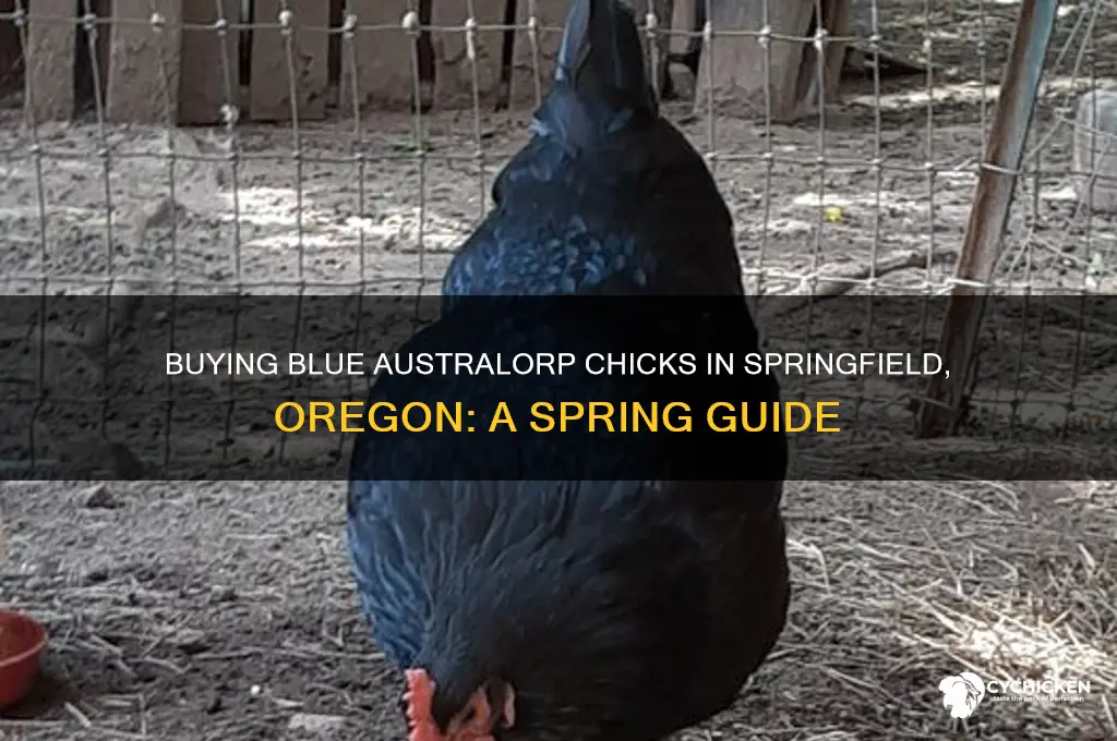 how to buy two blue australorp chicks in springfield oregon