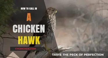Mastering the Art of Calling in a Chicken Hawk: Tips and Techniques