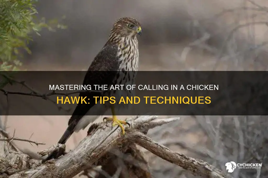 how to call in a chicken hawk