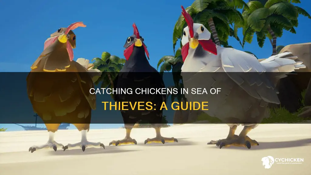 how to capture a chicken in sea of thieves