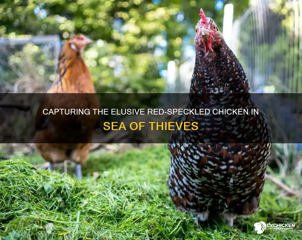 how to capture a red speckled chicken sea of thieves