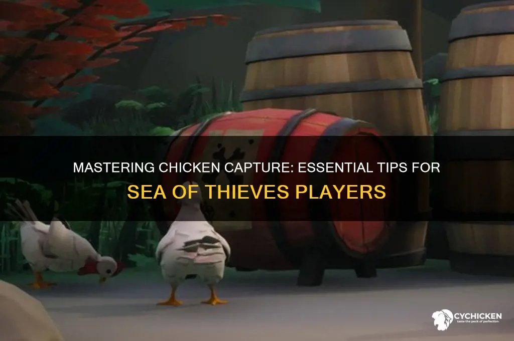 how to capture chicken sea of thieves