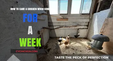 Caring for Chickens While Away: A Week-Long Guide