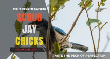 Caring for California Scrub-Jay Chicks: A Guide