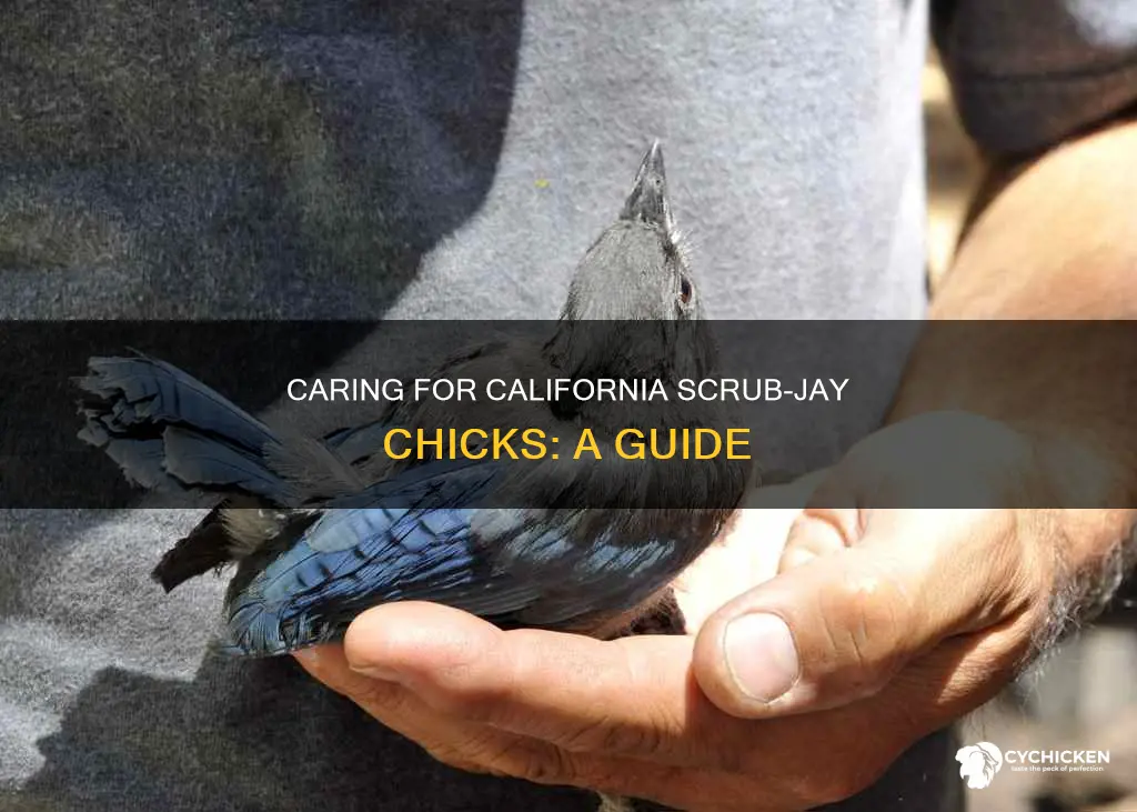 how to care a for california scrub jay chicks