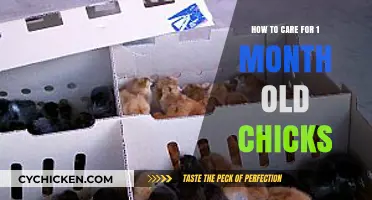 Caring for One-Month-Old Chicks: A Step-by-Step Guide