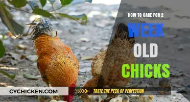 Caring for Chicks: A Two-Week Guide