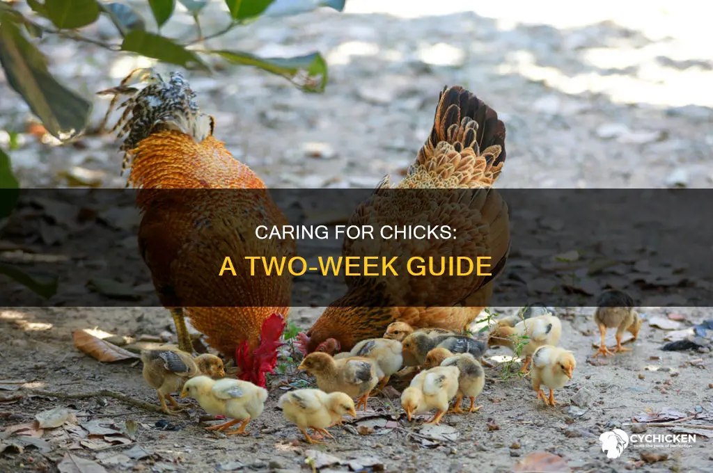 how to care for 2 week old chicks