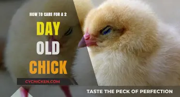 Caring for Your Newborn Chick: A Quick Guide