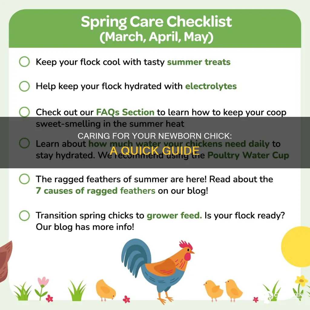 how to care for a 2 day old chick