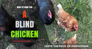 Caring for Blind Chickens: Essential Tips for Happy, Healthy Birds
