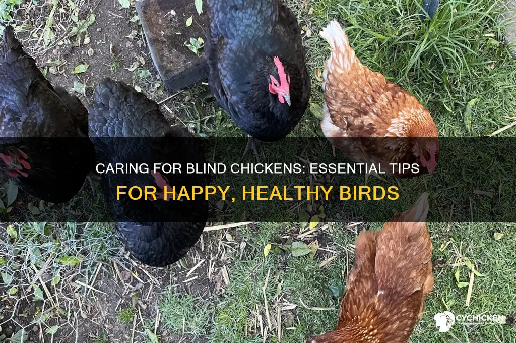 how to care for a blind chicken