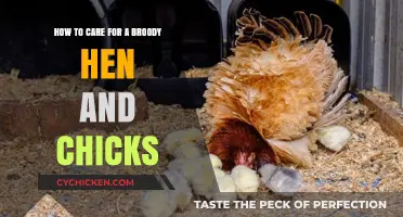 Caring for a Broody Hen and Her Chicks