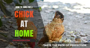 Caring for Chicks: A Guide for Beginners