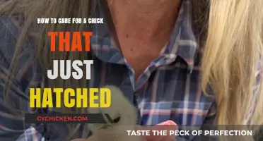 Caring for Your Newly Hatched Chick: A Quick Guide
