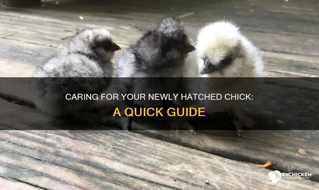 how to care for a chick that just hatched