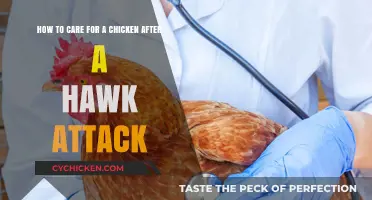 Caring for Your Chicken Post-Hawk Attack