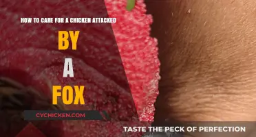 Caring for Your Chicken After a Fox Attack