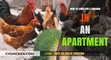 Caring for Chickens in Urban Settings: A Guide