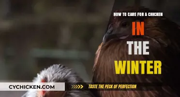 Winter Chicken Care: Keep Your Flock Warm and Cozy