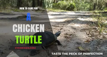 Essential Chicken Turtle Care Tips for Healthy and Happy Pets
