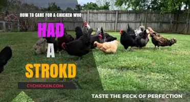 Caring for Chickens Post-Stroke: A Quick Guide