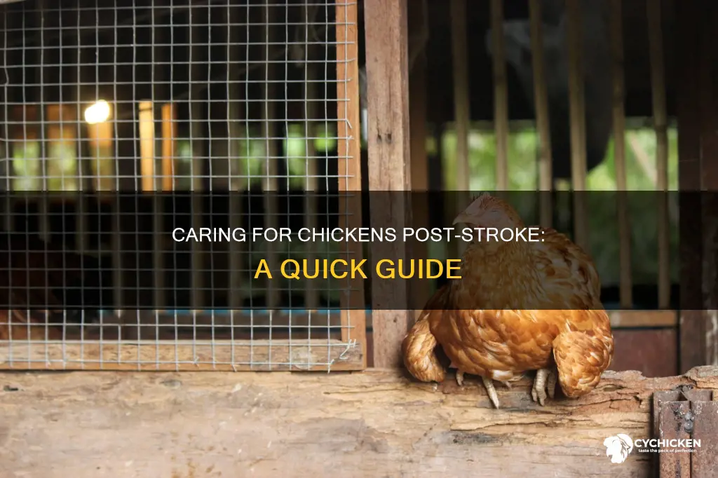 how to care for a chicken who had a strokd