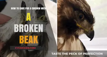 Healing a Chicken's Broken Beak: A Step-by-Step Guide