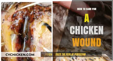 Effective Chicken Wound Care: Healing Tips for Your Flock's Injuries