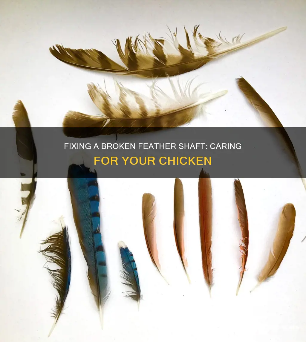 how to care for a chicken