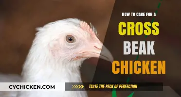Caring for Cross Beak Chickens: A Guide