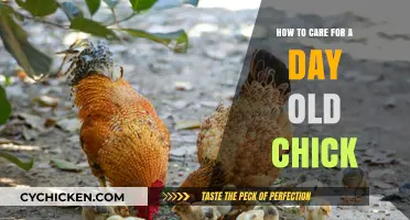 Caring for Day-Old Chicks: A Quick Guide