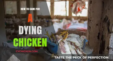 Compassionate Care: Comforting and Supporting Your Dying Chicken's Final Days