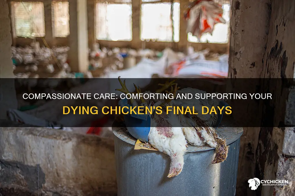 how to care for a dying chicken