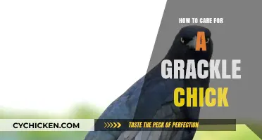 Caring for Grackle Chicks: Essential Tips for Successful Rehabilitation
