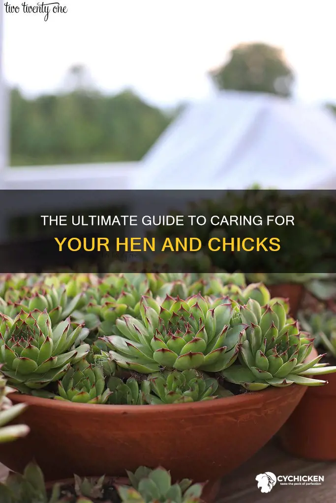 how to care for a hen and chicks plant