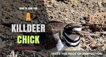 Caring for Killdeer Chicks: Essential Tips for Their Survival and Growth