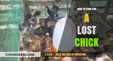 Caring for Lost Chicks: A Step-by-Step Guide to Their Rescue