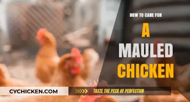 Healing Your Hen: Essential Care Tips for Mauled Chickens