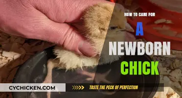Essential Tips for Raising Healthy and Happy Newborn Chicks