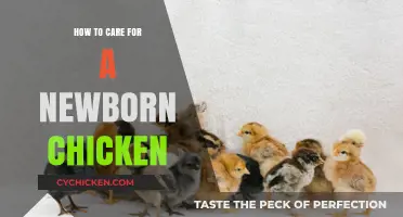 Essential Tips for Raising and Caring for Newborn Chickens