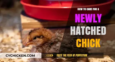 Caring for Your Newly Hatched Chick: A Quick Guide