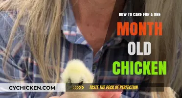 Caring for One-Month-Old Chicks: A Quick Guide