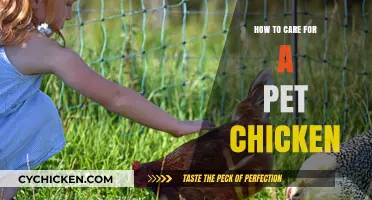 Caring for Your Pet Chicken: Essential Tips for Happy, Healthy Hens