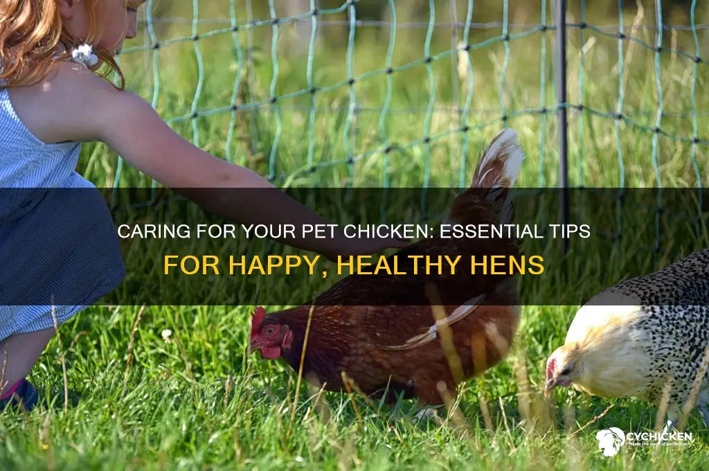how to care for a pet chicken