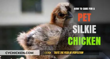 Caring for Your Pet Silkie Chicken: A Guide