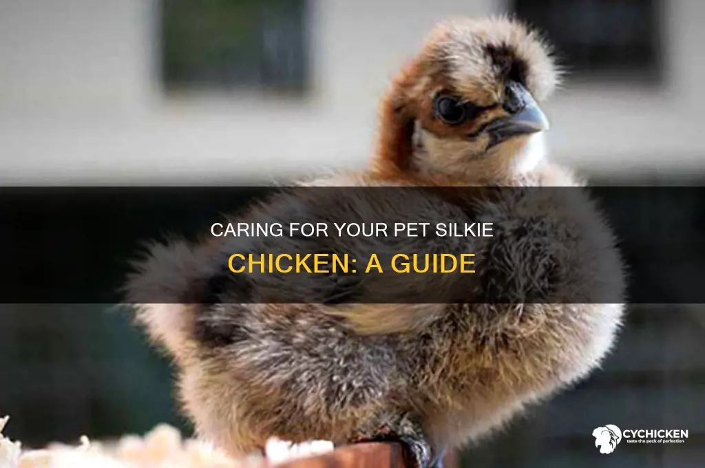 how to care for a pet silkie chicken
